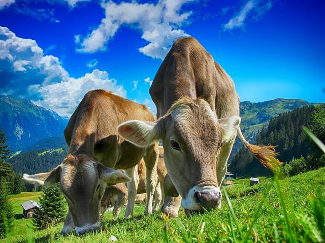 Bild mit Kühen auf der Weide